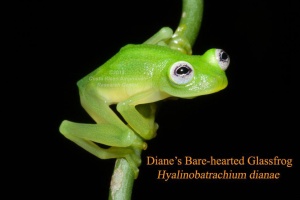 New Glass Frog in Costa Rica – Costa Rican Amphibian Research Center